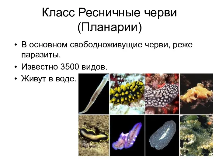 Класс Ресничные черви (Планарии) В основном свободноживущие черви, реже паразиты. Известно 3500 видов. Живут в воде.