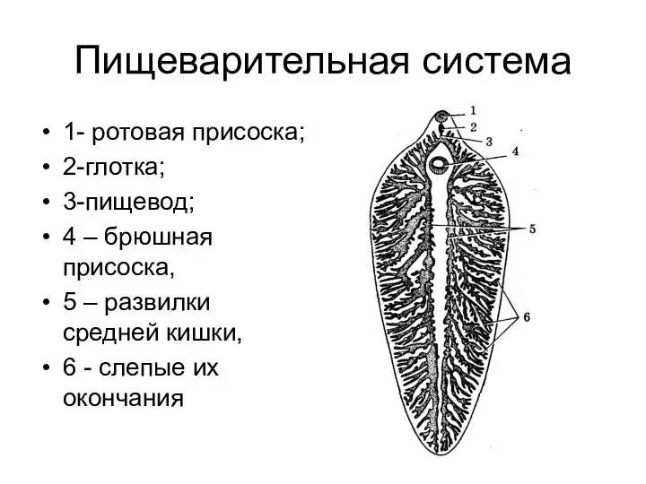 Пищеварительная система 1- ротовая присоска; 2-глотка; 3-пищевод; 4 – брюшная присоска, 5
