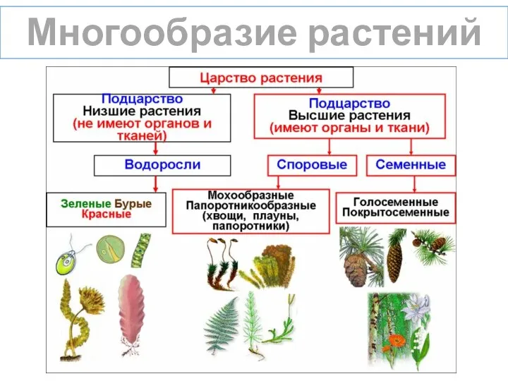 Многообразие растений