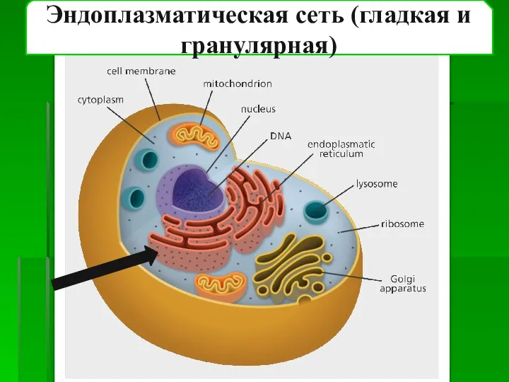 Эндоплазматическая сеть (гладкая и гранулярная)