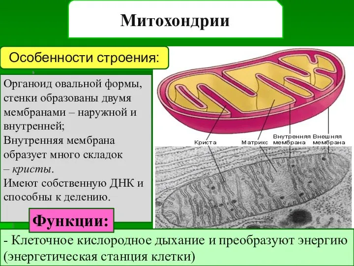 Митохондрии Органоид овальной формы, стенки образованы двумя мембранами – наружной и внутренней;