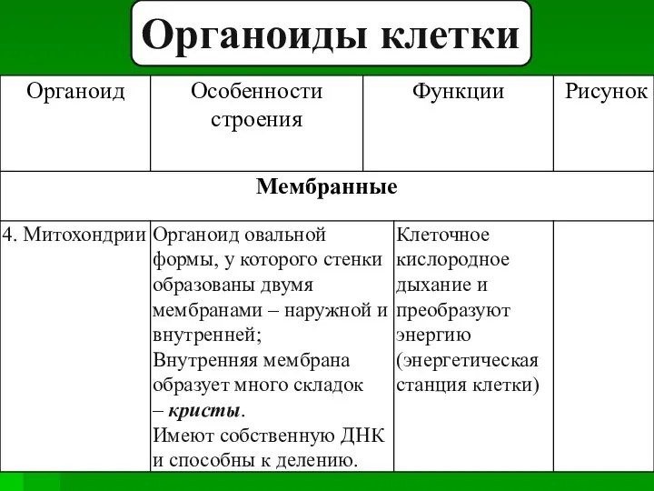 Органоиды клетки