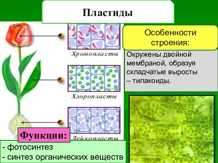 Пластиды Окружены двойной мембраной, образуя складчатые выросты – тилакоиды. Особенности строения: -