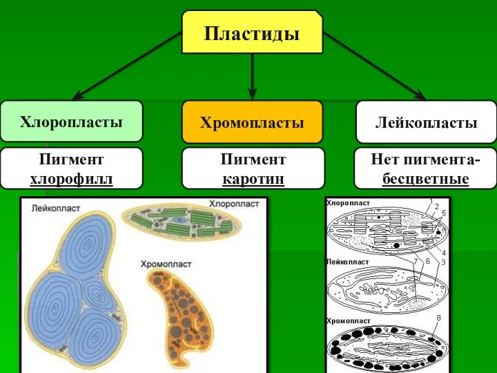 Хлоропласты Хромопласты Лейкопласты Пластиды Пигмент хлорофилл Пигмент каротин Нет пигмента- бесцветные