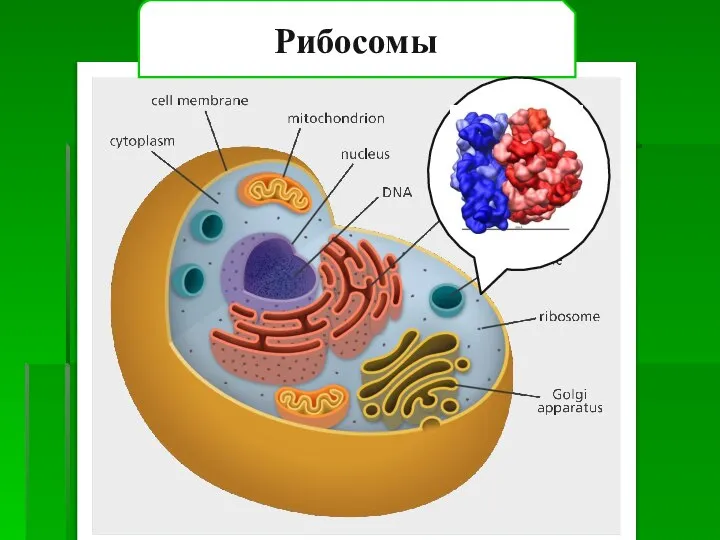 Рибосомы