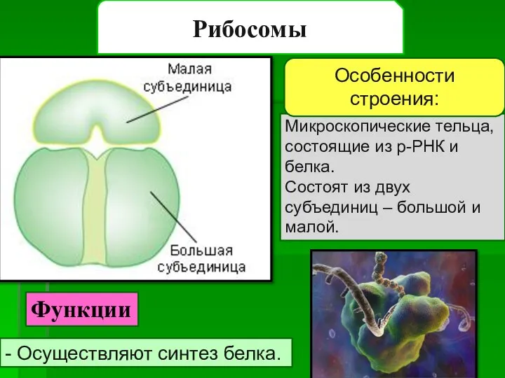 Рибосомы Микроскопические тельца, состоящие из р-РНК и белка. Состоят из двух субъединиц