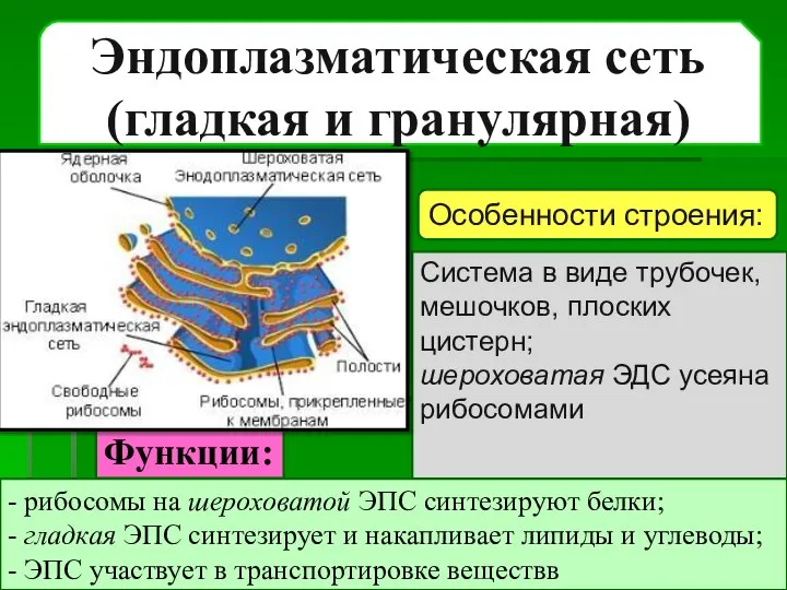 Эндоплазматическая сеть (гладкая и гранулярная) Система в виде трубочек, мешочков, плоских цистерн;