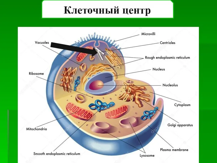 Клеточный центр