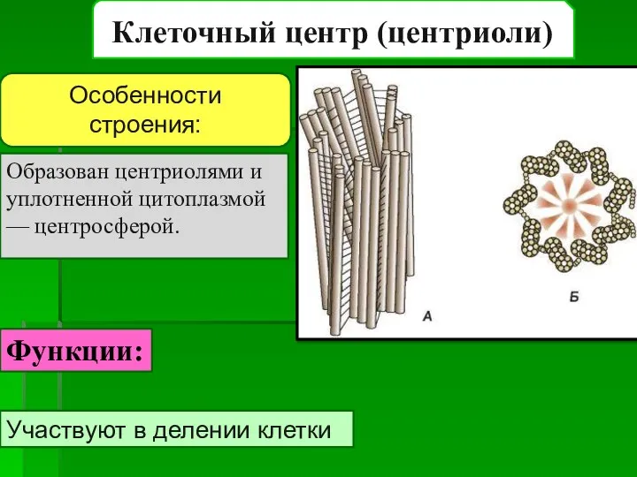 Клеточный центр (центриоли) Образован центриолями и уплотненной цитоплазмой — центросферой. Особенности строения: