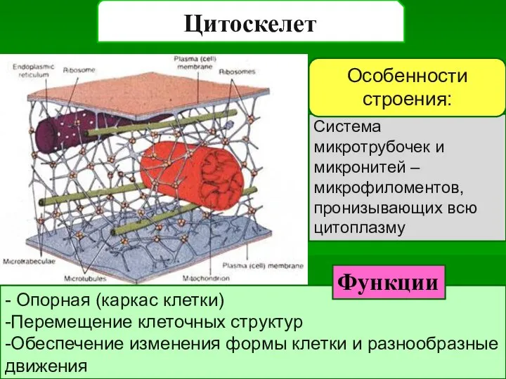 Цитоскелет Система микротрубочек и микронитей – микрофиломентов, пронизывающих всю цитоплазму Особенности строения: