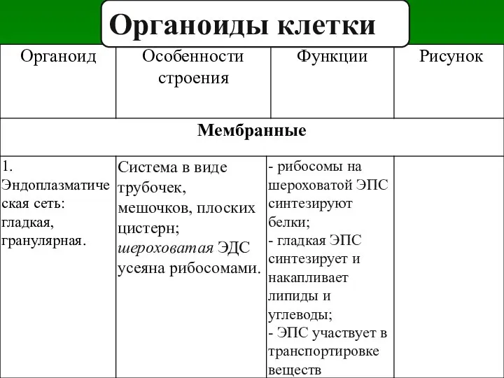 Органоиды клетки