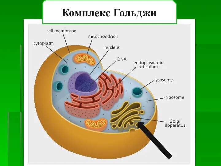 Комплекс Гольджи