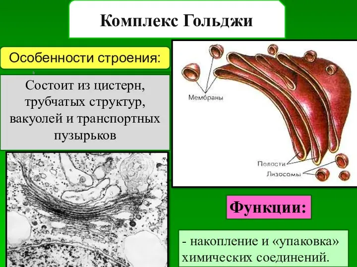 Комплекс Гольджи Состоит из цистерн, трубчатых структур, вакуолей и транспортных пузырьков Особенности