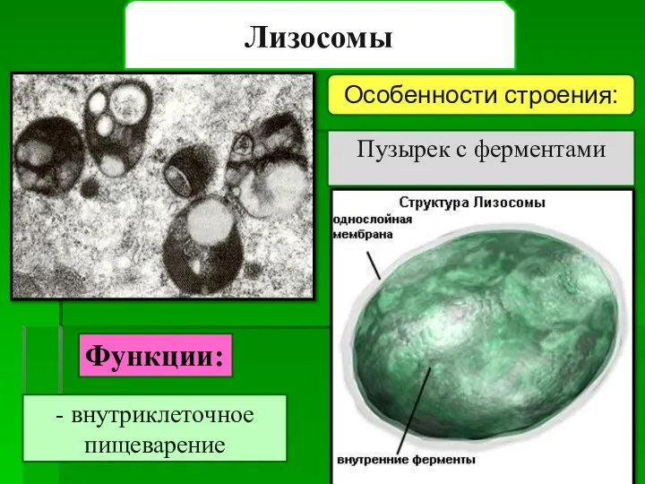 Лизосомы Пузырек с ферментами Особенности строения: - внутриклеточное пищеварение Функции: