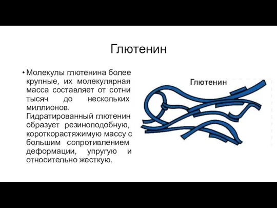 Глютенин Молекулы глютенина более крупные, их молекулярная масса составляет от сотни тысяч