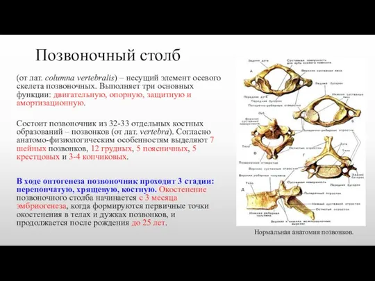 Позвоночный столб (от лат. сolumna vertebralis) – несущий элемент осевого скелета позвоночных.