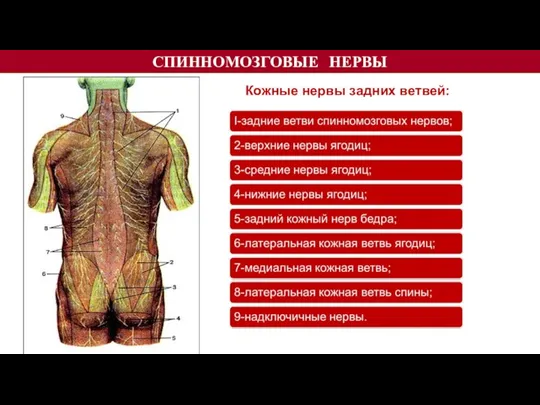 СПИННОМОЗГОВЫЕ НЕРВЫ Кожные нервы задних ветвей: