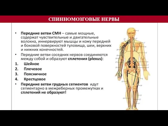 СПИННОМОЗГОВЫЕ НЕРВЫ