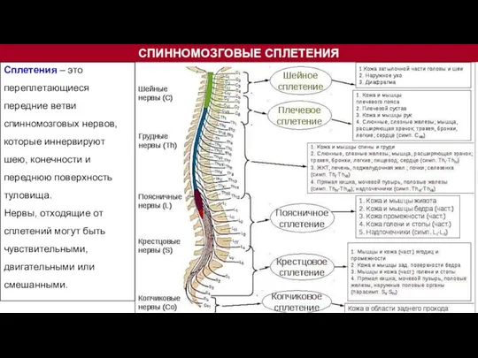 СПИННОМОЗГОВЫЕ СПЛЕТЕНИЯ Сплетения – это переплетающиеся передние ветви спинномозговых нервов, которые иннервируют