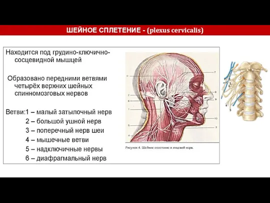ШЕЙНОЕ СПЛЕТЕНИЕ - (plexus cervicalis)