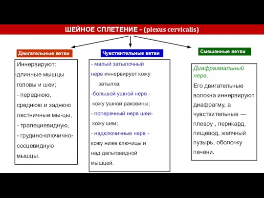 ШЕЙНОЕ СПЛЕТЕНИЕ - (plexus cervicalis) Двигательные ветви Чувствительные ветви Смешанные ветви Диафрагмальный