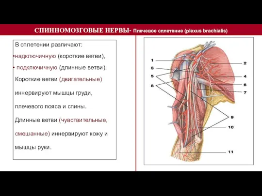 СПИННОМОЗГОВЫЕ НЕРВЫ- Плечевое сплетение (plexus brachialis) В сплетении различают: надключичную (короткие ветви),