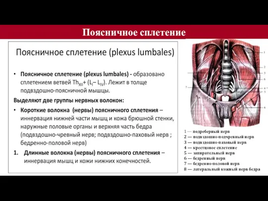 Поясничное сплетение 1 — подреберный нерв 2 — подвздошно-подчревный нерв 3 —