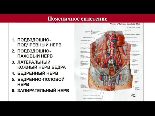 Поясничное сплетение