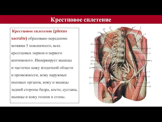 Крестцовое сплетение Крестцовое сплетение (plexus sacralis) образовано передними ветвями 5 поясничного, всех