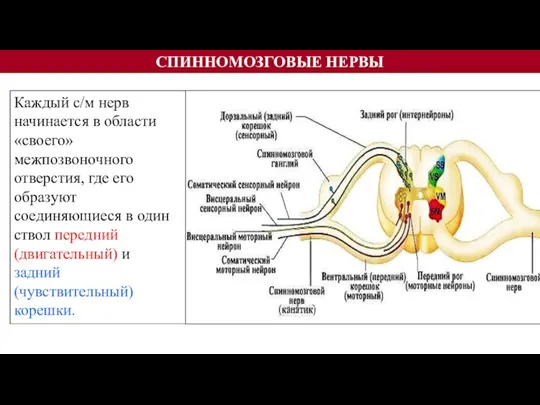 СПИННОМОЗГОВЫЕ НЕРВЫ Каждый с/м нерв начинается в области «своего» межпозвоночного отверстия, где