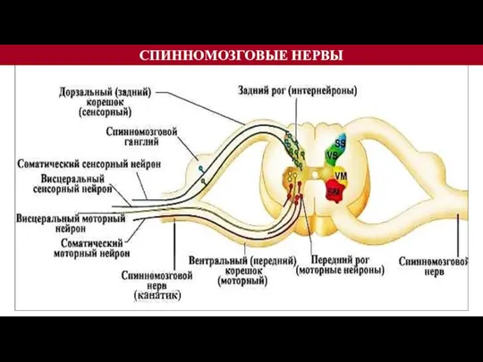СПИННОМОЗГОВЫЕ НЕРВЫ