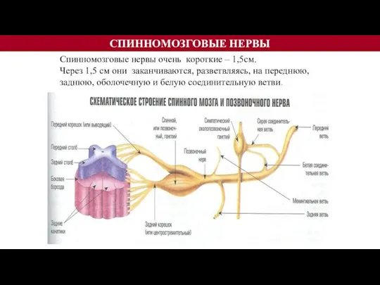 СПИННОМОЗГОВЫЕ НЕРВЫ Спинномозговые нервы очень короткие – 1,5см. Через 1,5 см они