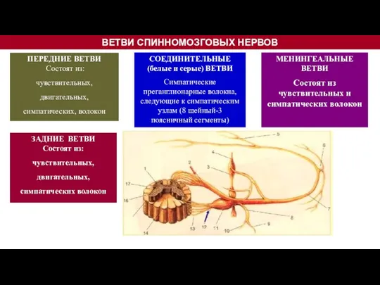 ВЕТВИ СПИННОМОЗГОВЫХ НЕРВОВ СОЕДИНИТЕЛЬНЫЕ (белые и серые) ВЕТВИ Симпатические преганглионарные волокна, следующие