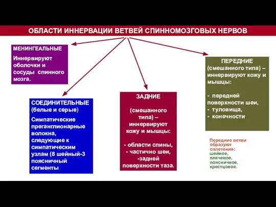 ОБЛАСТИ ИННЕРВАЦИИ ВЕТВЕЙ СПИННОМОЗГОВЫХ НЕРВОВ Передние ветви образуют сплетения: шейное, плечевое, поясничное,