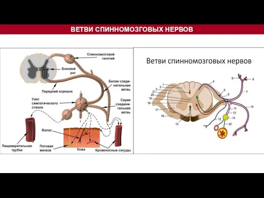 ВЕТВИ СПИННОМОЗГОВЫХ НЕРВОВ