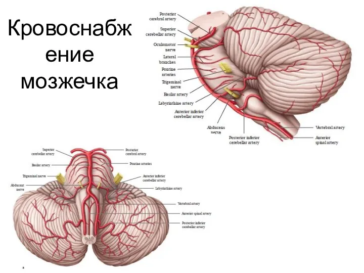 Кровоснабжение мозжечка