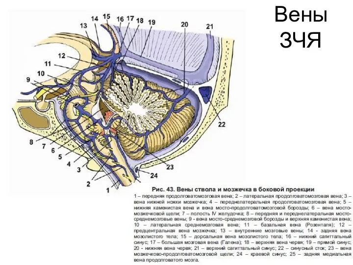 Вены ЗЧЯ