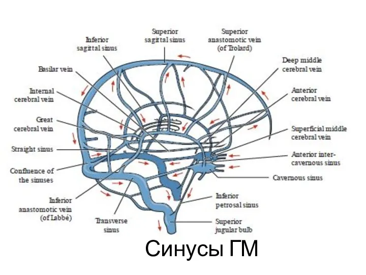 Синусы ГМ