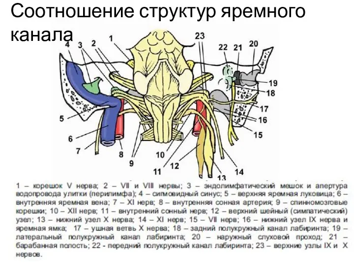 Соотношение структур яремного канала