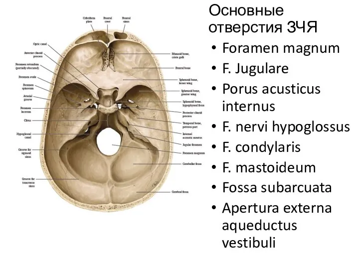 Основные отверстия ЗЧЯ Foramen magnum F. Jugulare Porus acusticus internus F. nervi