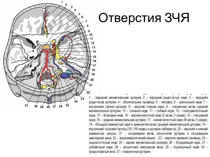 Отверстия ЗЧЯ