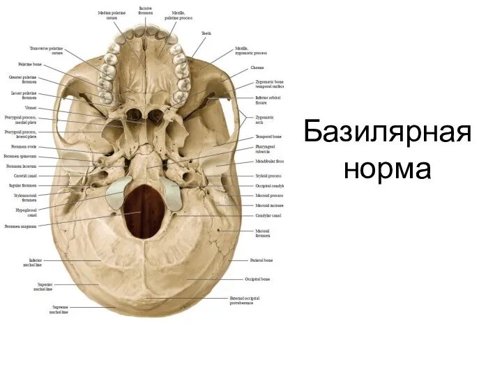 Базилярная норма