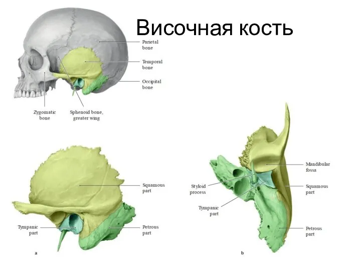 Височная кость