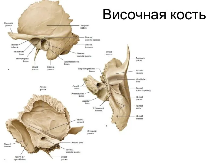 Височная кость