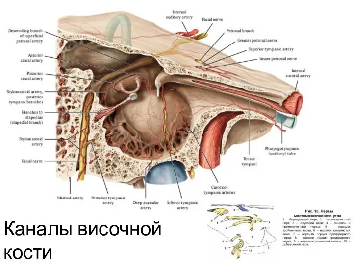 Каналы височной кости