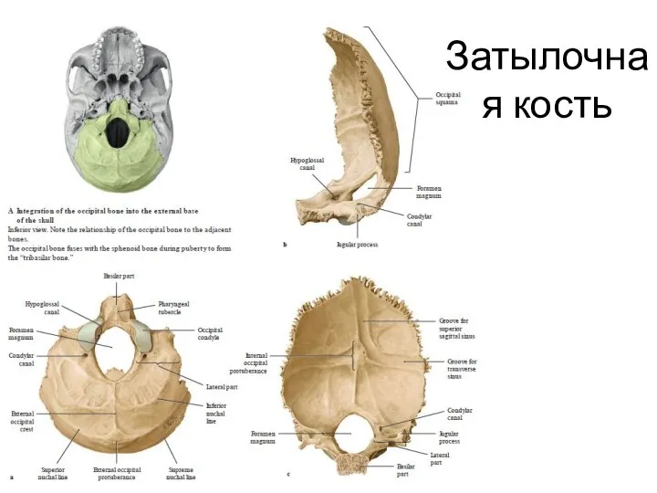 Затылочная кость