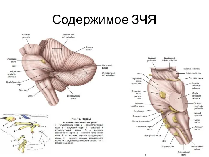 Содержимое ЗЧЯ