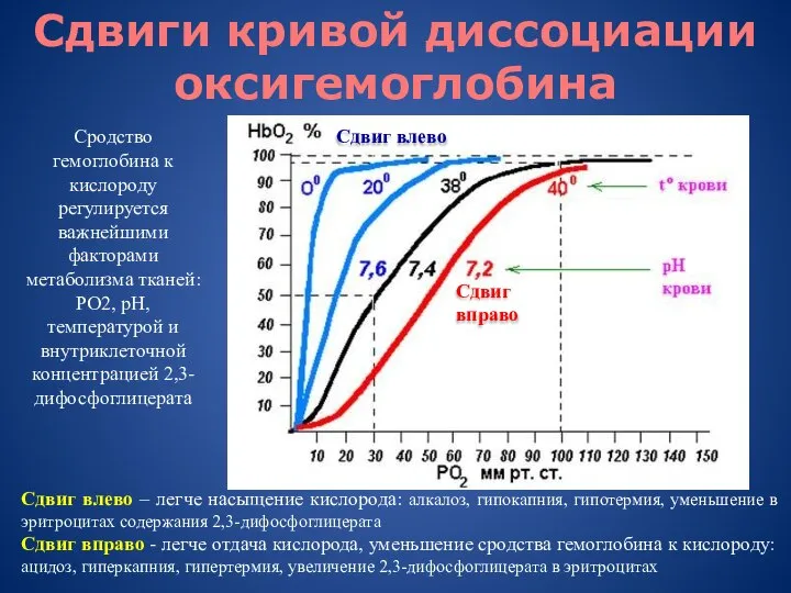 Сдвиги кривой диссоциации оксигемоглобина Сродство гемоглобина к кислороду регулируется важнейшими факторами метаболизма