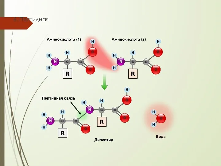 6. Пептидная