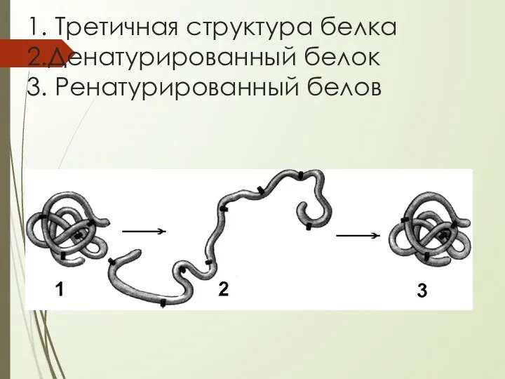 1. Третичная структура белка 2.Денатурированный белок 3. Ренатурированный белов